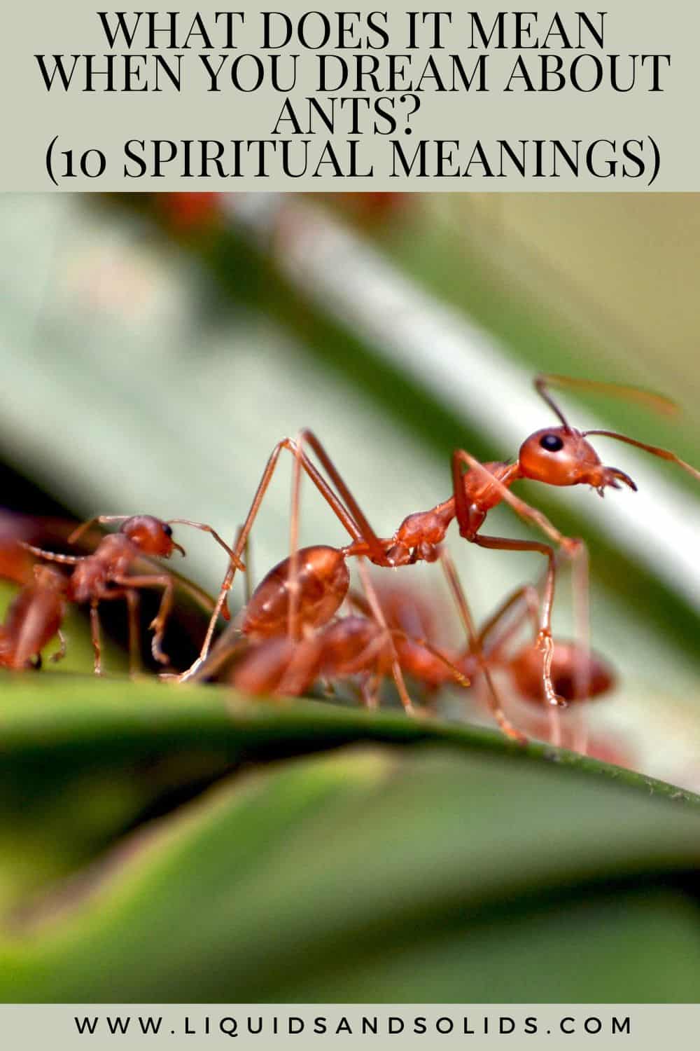  Hvad betyder det, når du drømmer om myrer? (10 spirituelle betydninger)