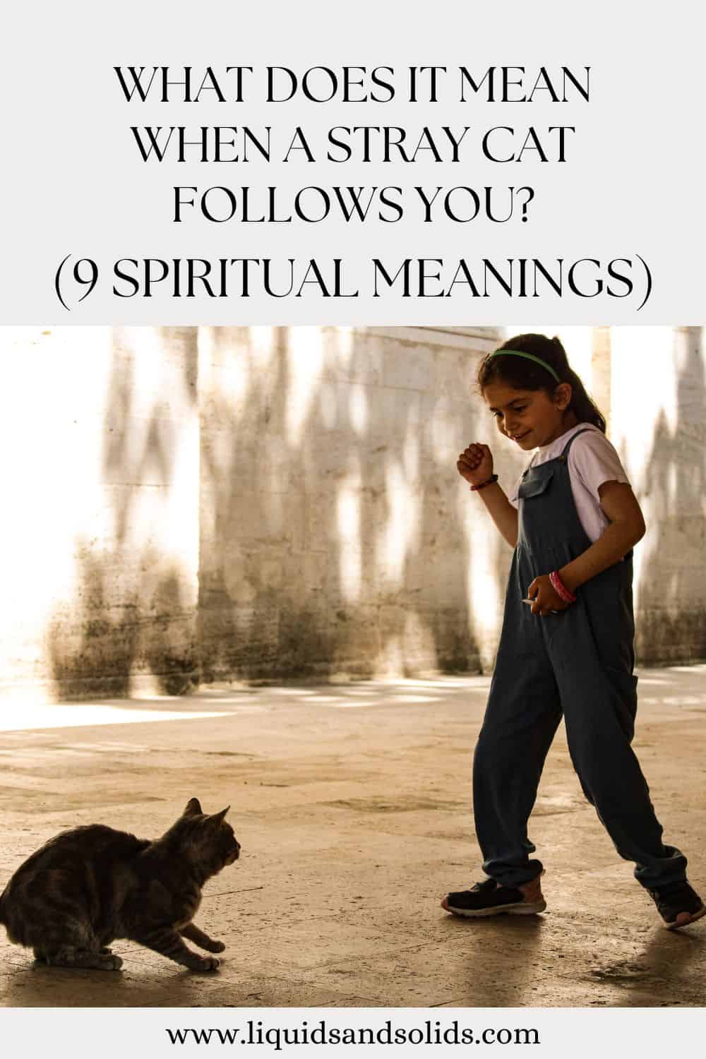  Hvad betyder det, når en vildfaren kat følger dig? (9 spirituelle betydninger)