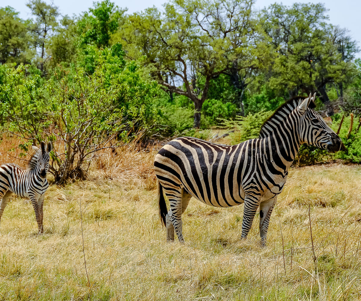 Expat Guide to Moving and Living in Botswana