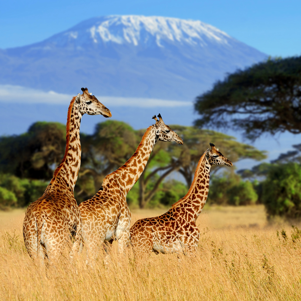 Living In Kenya: A Guide To Moving To Kenya As An Expat