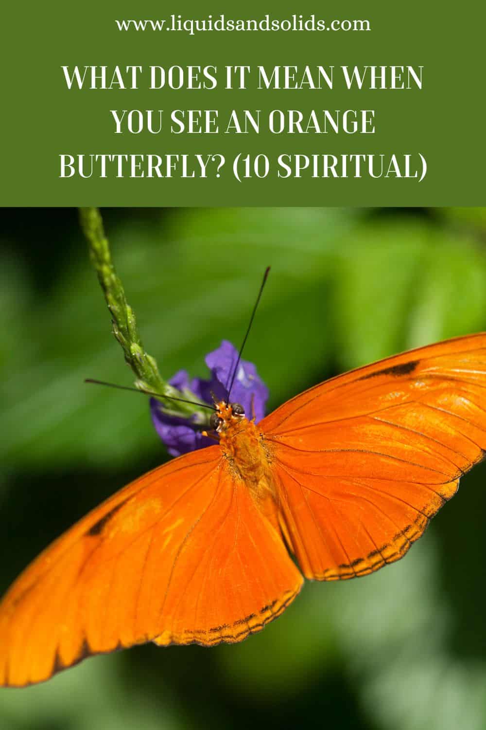  Hvad betyder det, når du ser en orange sommerfugl? (10 spirituelle betydninger)