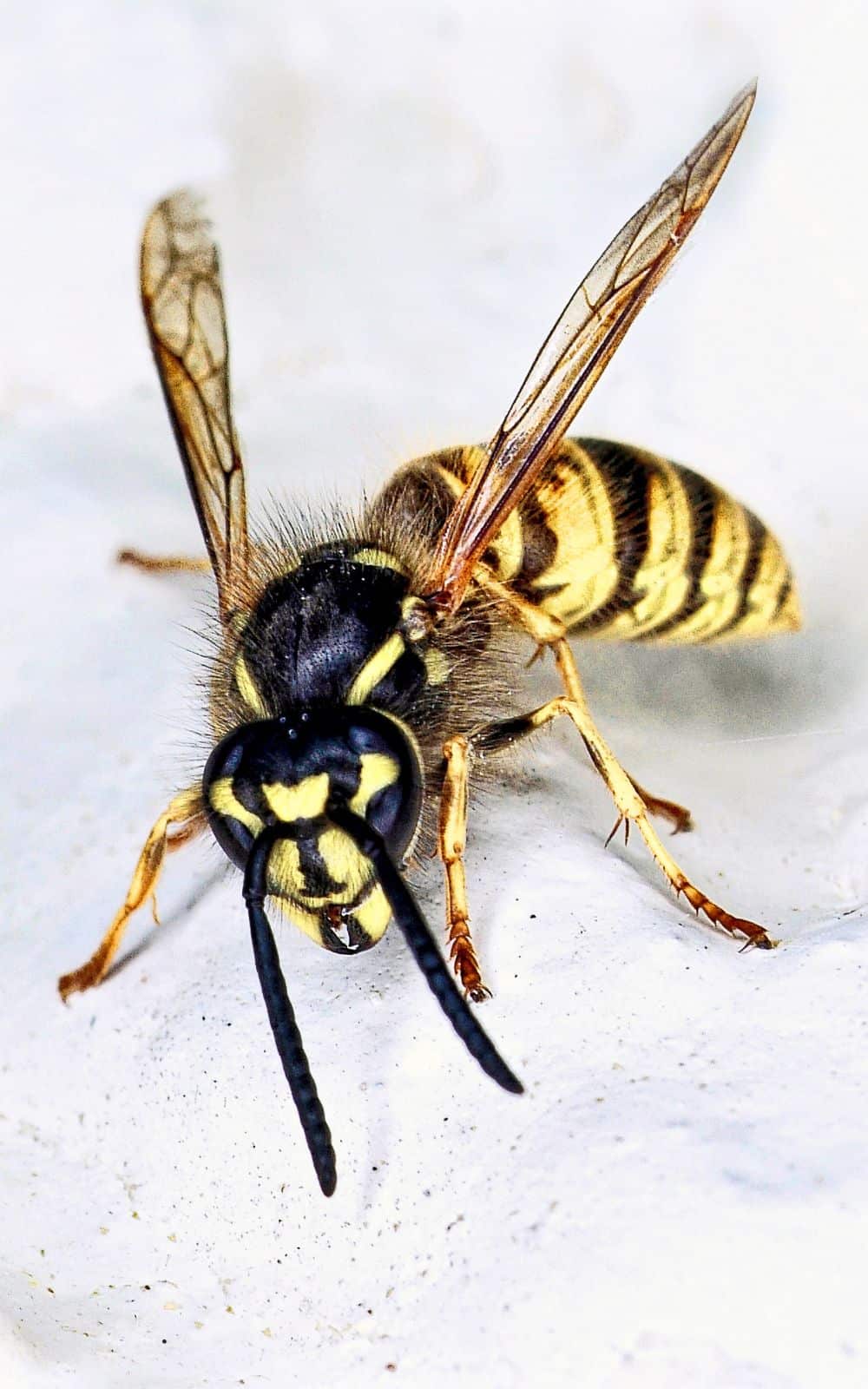  9 åndelige betydninger af hveps