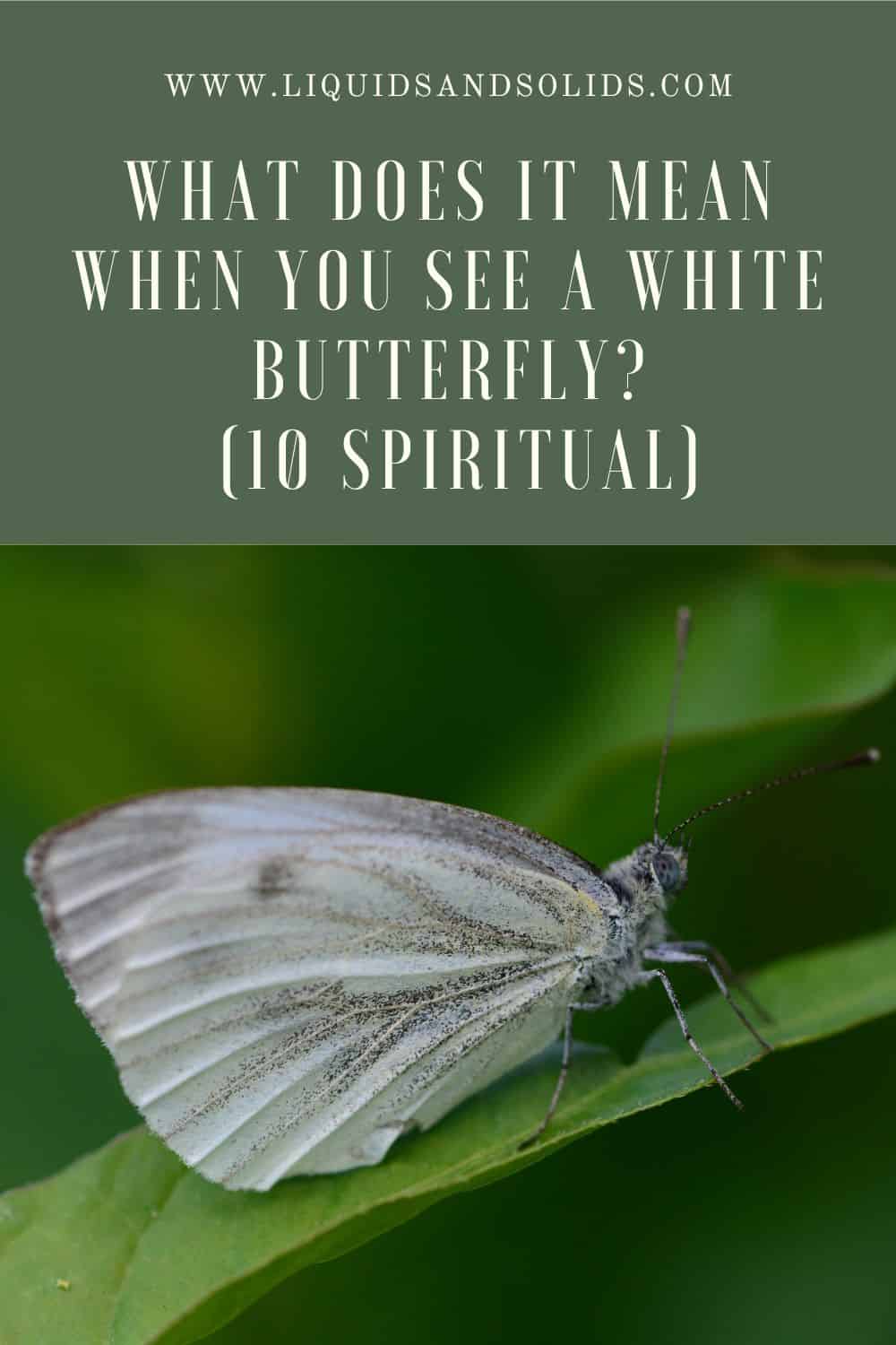  Hvad betyder det, når du ser en hvid sommerfugl? (10 spirituelle betydninger)