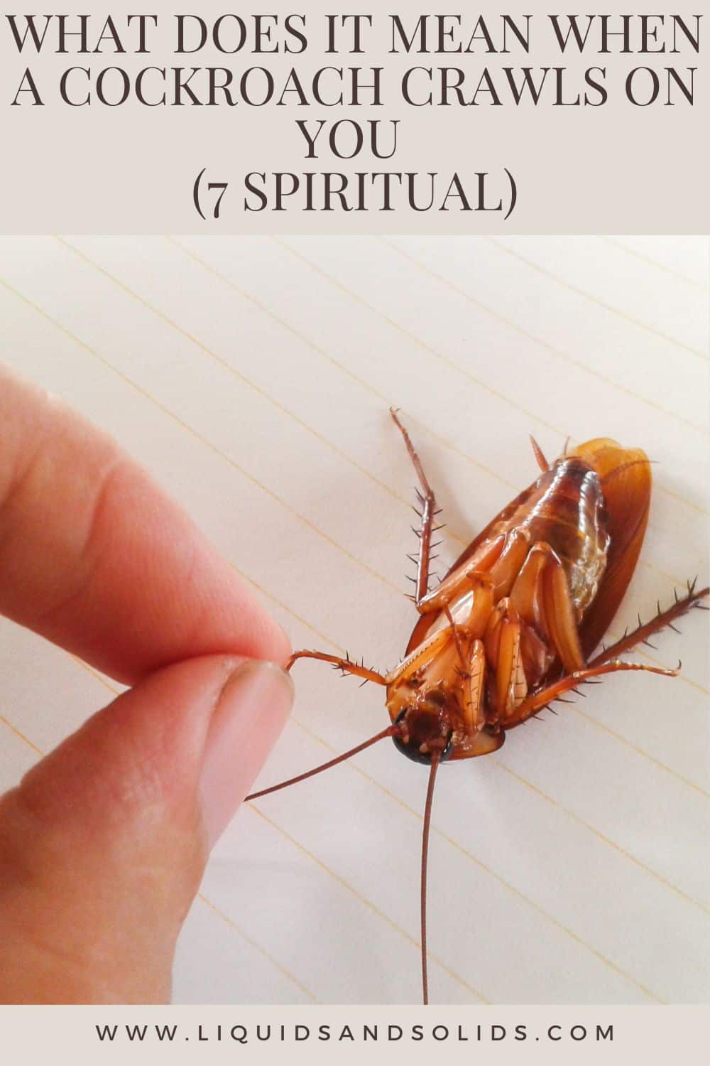  Hvad betyder det, når en kakerlak kravler på dig? (7 åndelige betydninger)