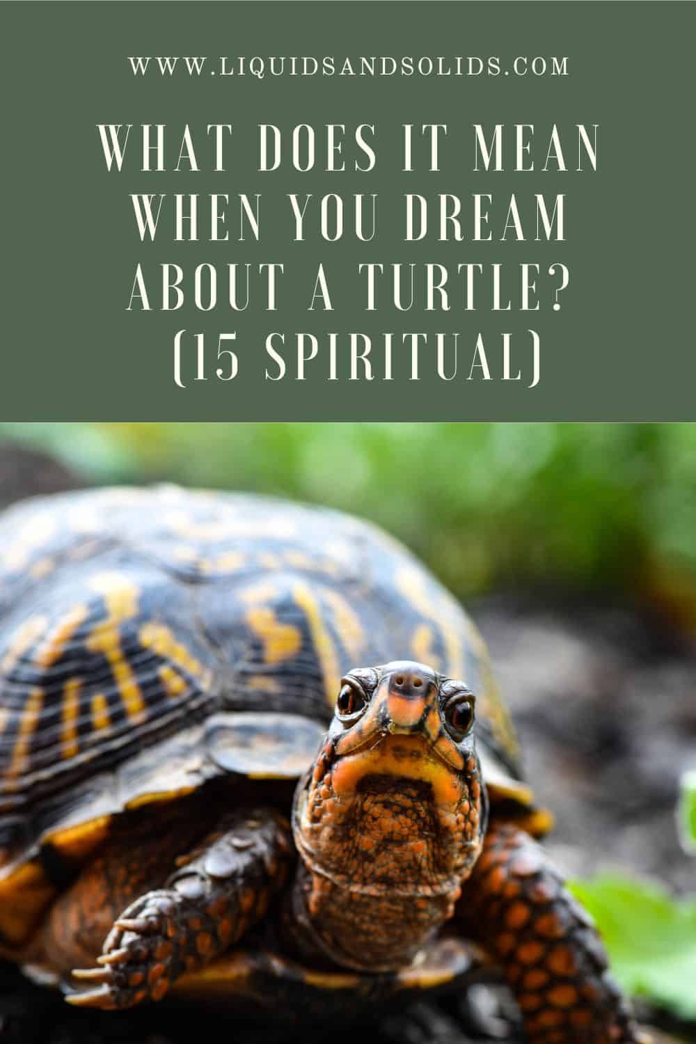  Drøm om skildpadde? (15 spirituelle betydninger)