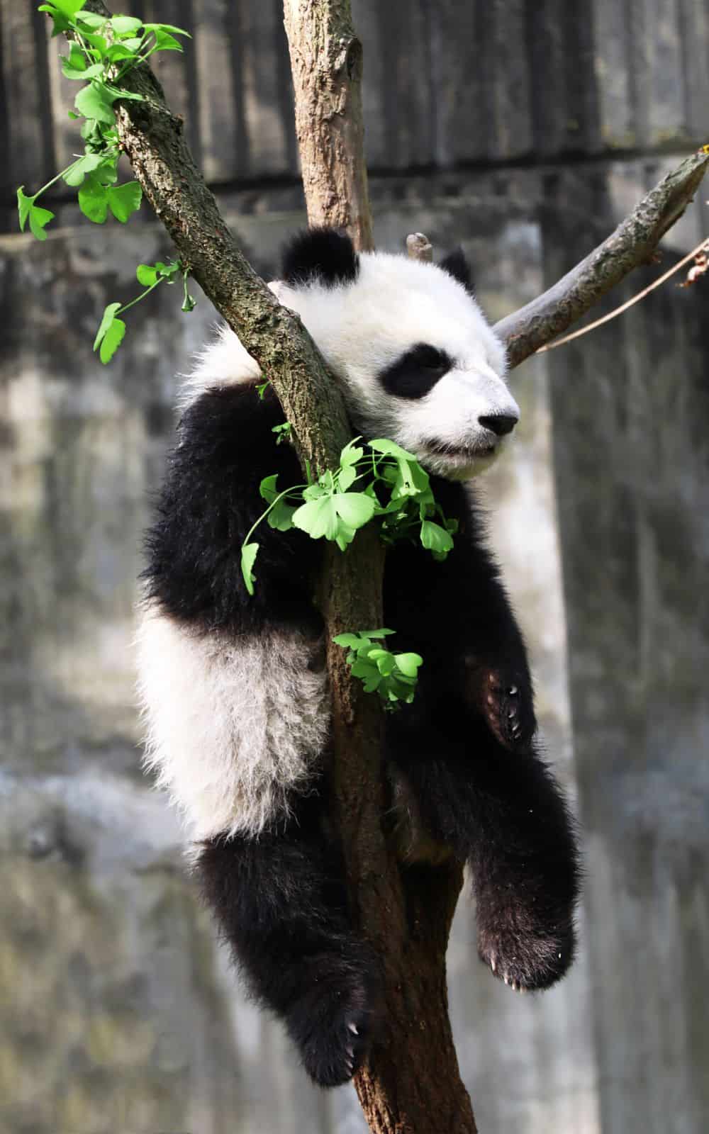  Hvad symboliserer pandaer? (11 spirituelle betydninger)