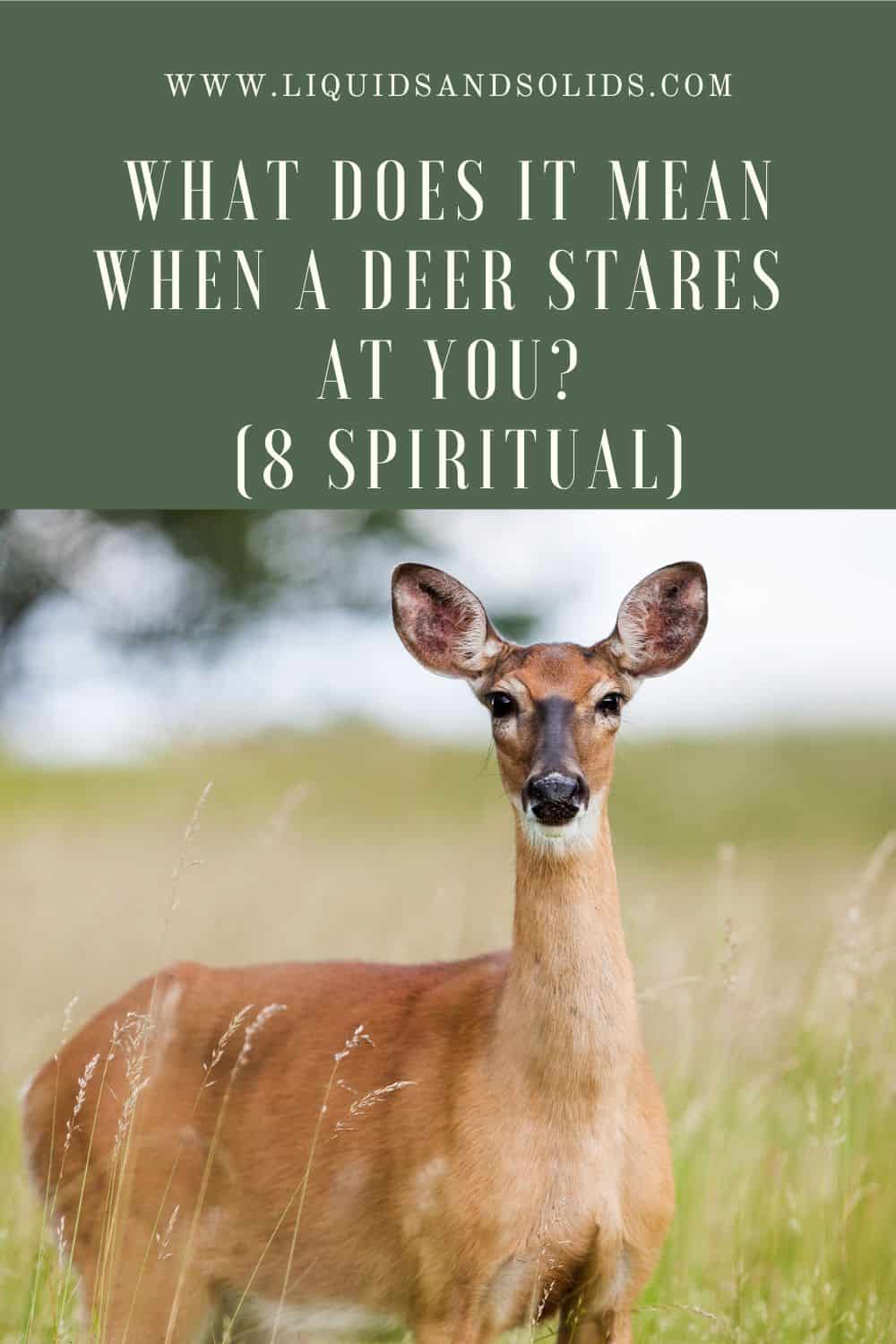  Hvad betyder det, når en hjort stirrer på dig? (8 spirituelle betydninger)