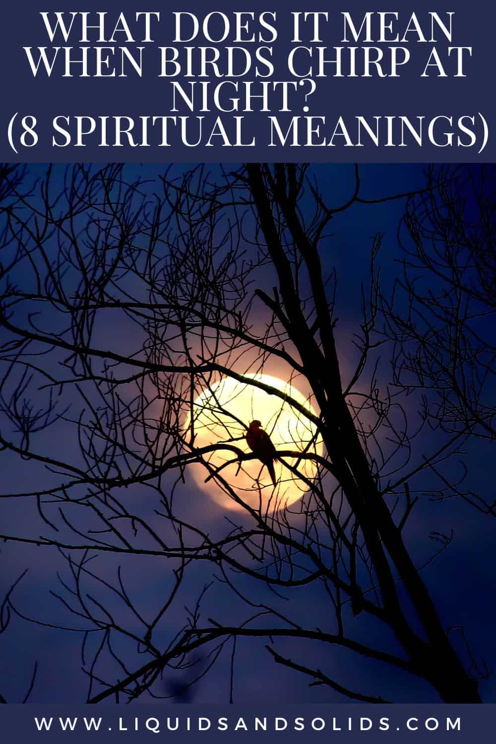  Hvad betyder det, når fugle kvidrer om natten? (8 spirituelle betydninger)
