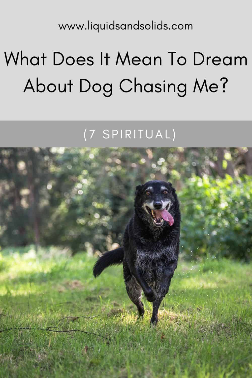  Drøm om en hund der jagter mig? (7 spirituelle betydninger)