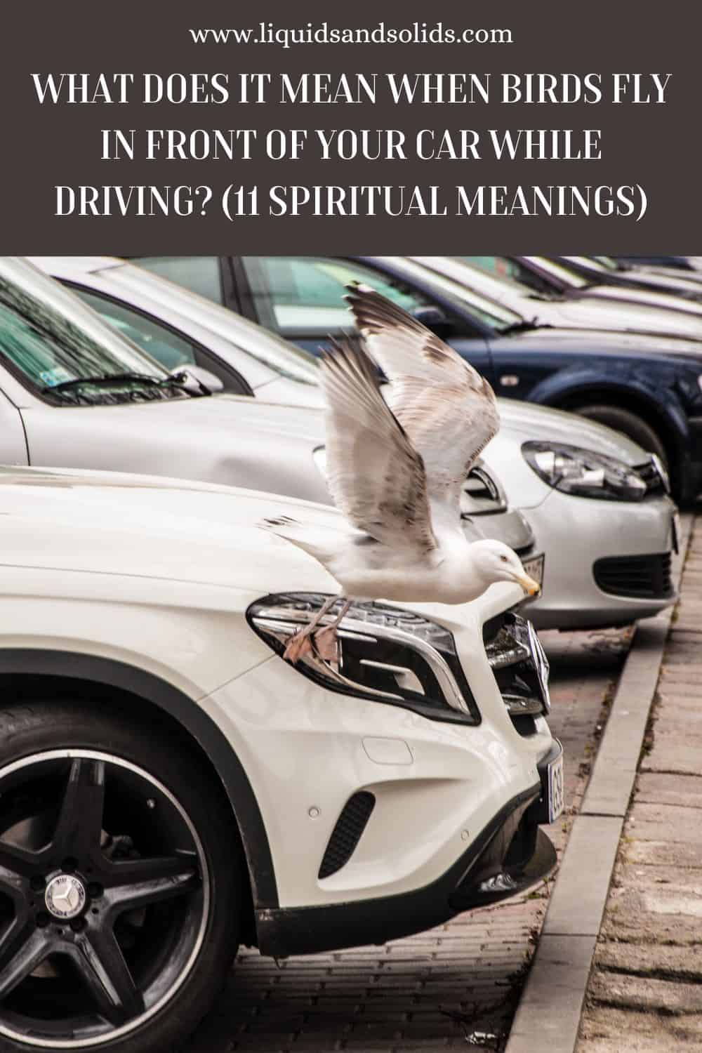  Hvad betyder det, når fugle flyver foran din bil under kørslen? (11 spirituelle betydninger)