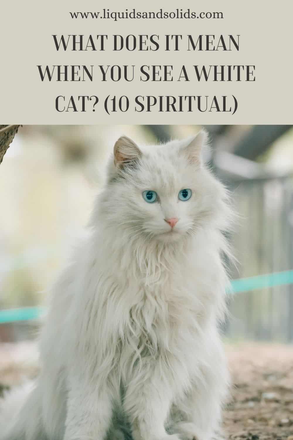  Hvad betyder det, når du ser en hvid kat? (10 spirituelle betydninger)