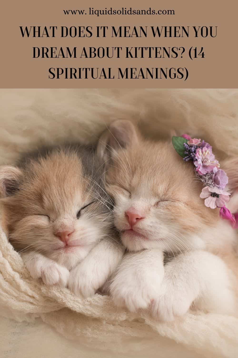  Hvad betyder det, når du drømmer om killinger? (14 spirituelle betydninger)