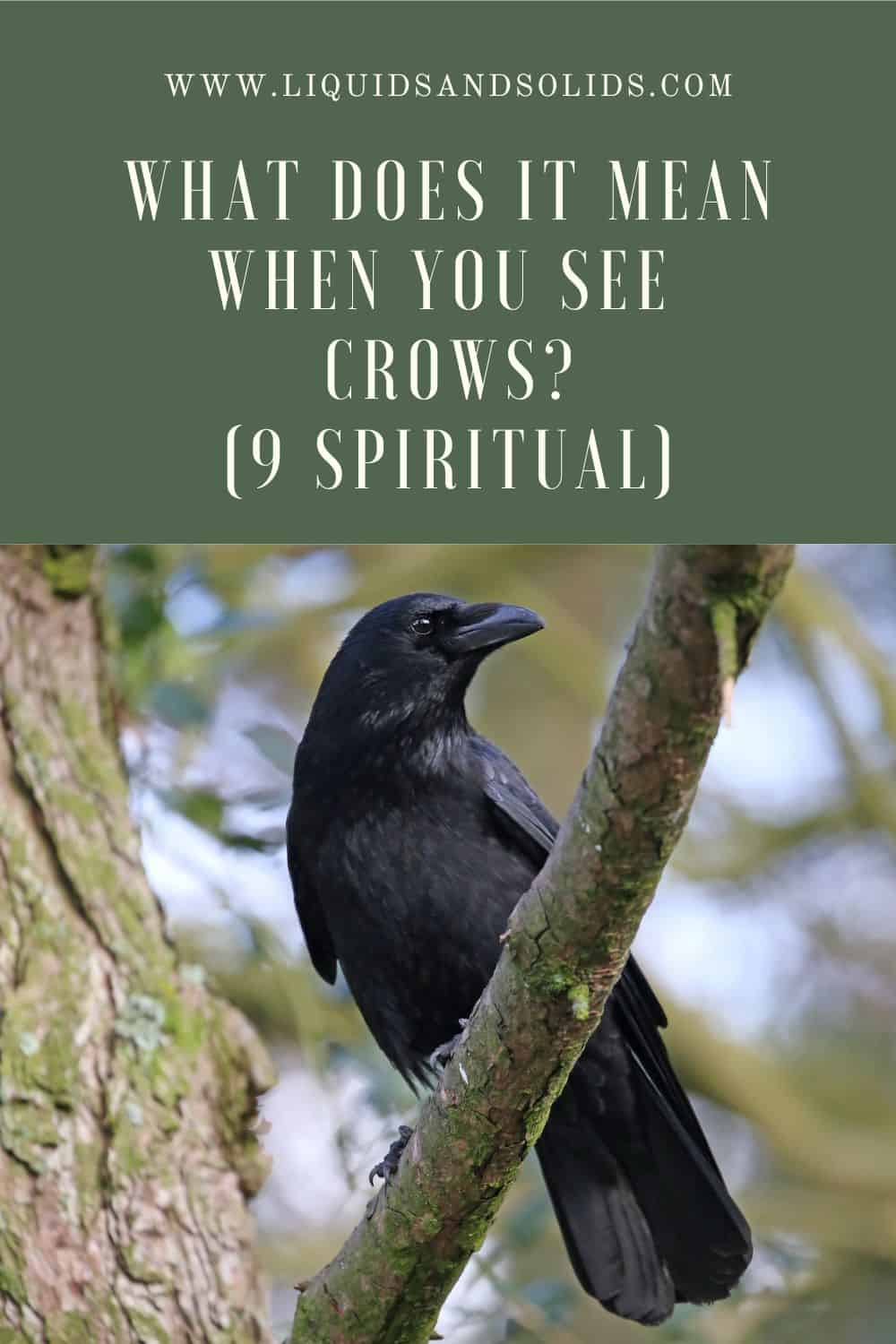  Hvad betyder det, når du ser krager? (9 spirituelle betydninger)