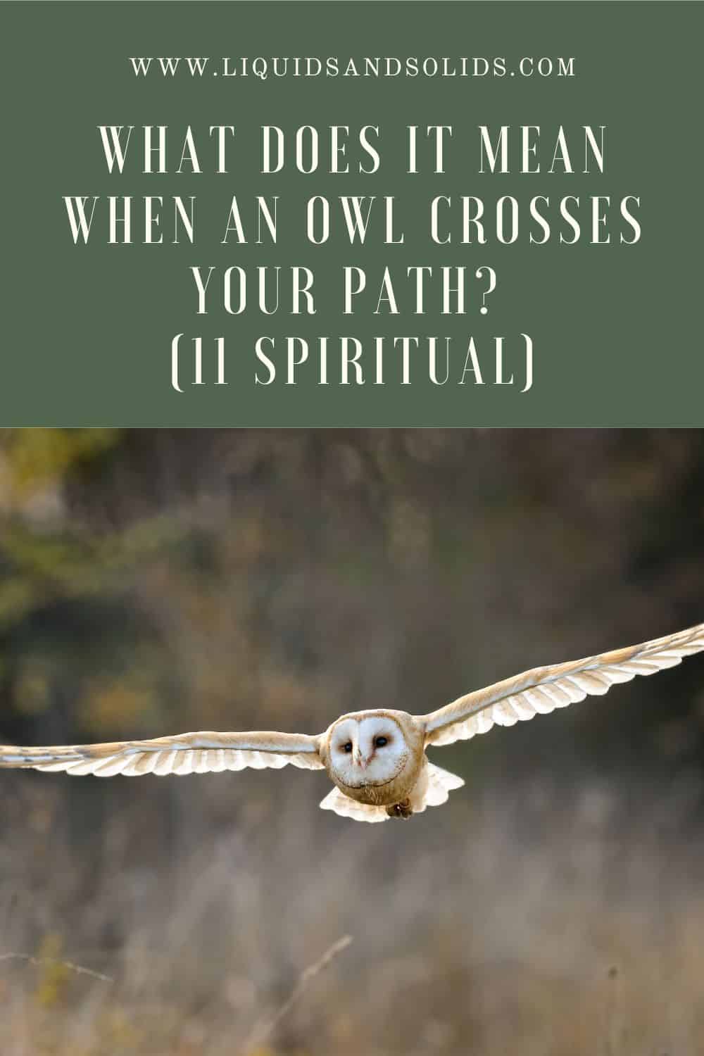  Hvad betyder det, når en ugle krydser din vej? (11 spirituelle betydninger)