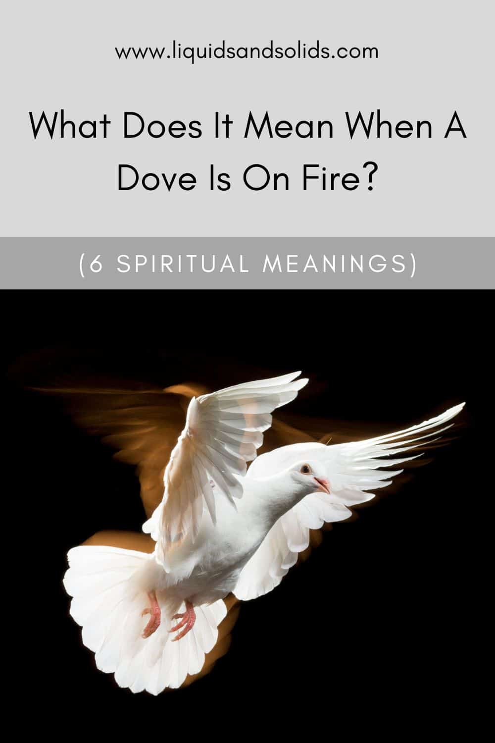 Ce que signifie une colombe en feu (6 significations spirituelles)