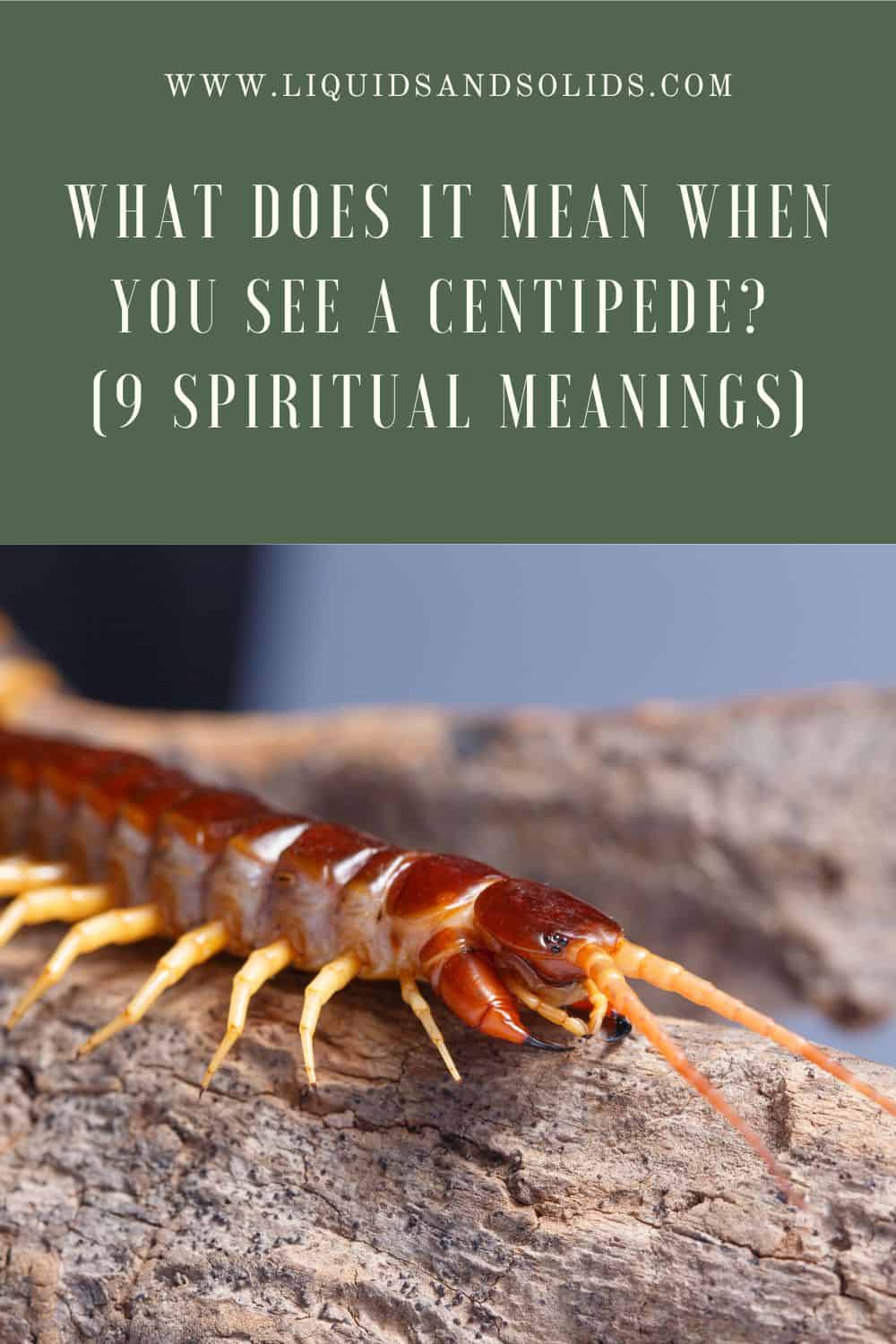  ມັນຫມາຍຄວາມວ່າແນວໃດເມື່ອທ່ານເຫັນ Centipede? (9 ຄວາມ​ຫມາຍ​ທາງ​ວິນ​ຍານ​)
