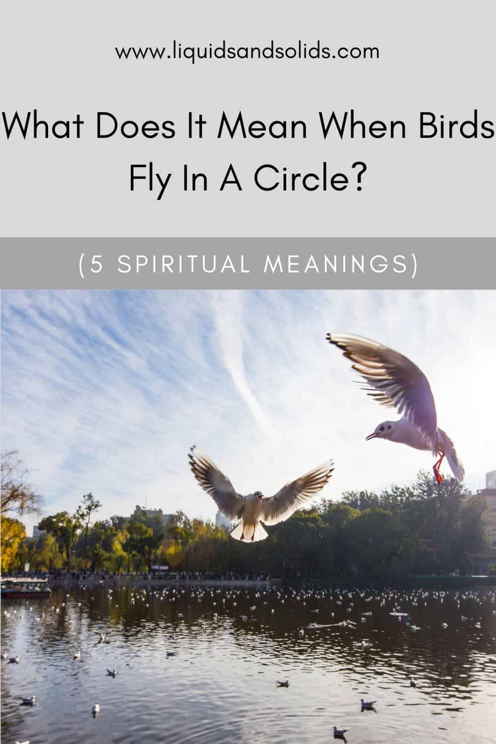  ماذا يعني أن تطير الطيور في دائرة؟ (5 معاني روحية)