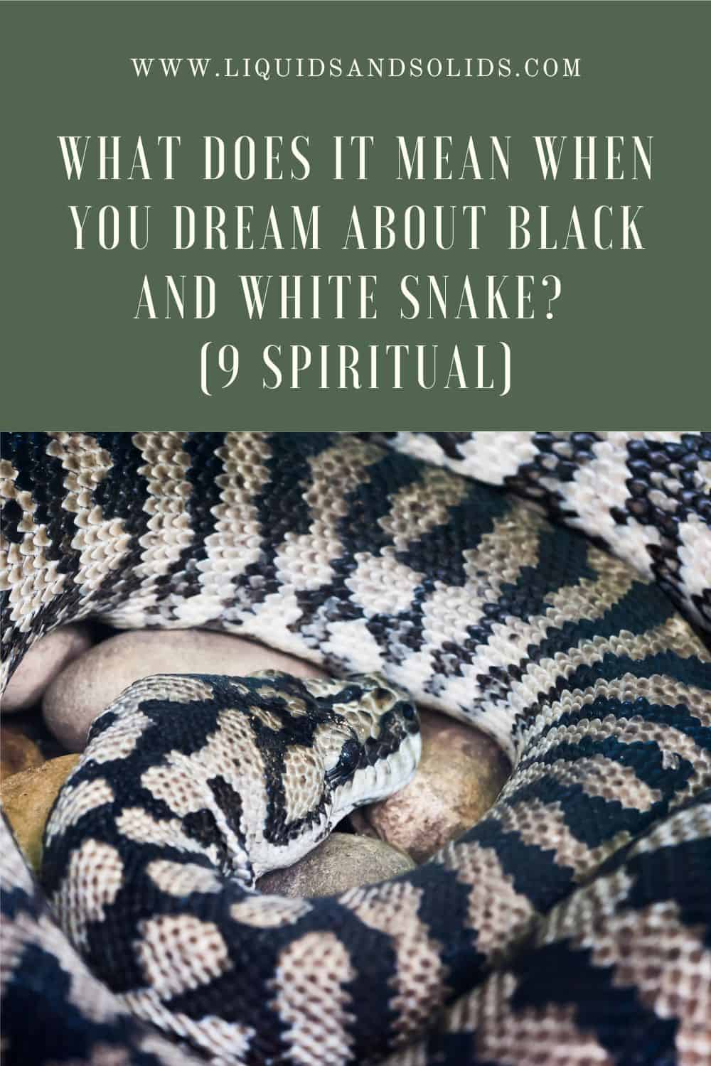  Dream About Black and White Snake? (9 vaimset tähendust)