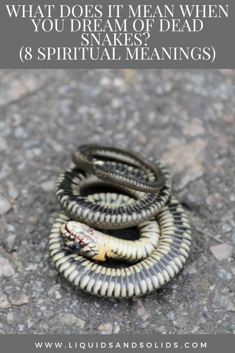  Mit jelent, ha halott kígyókról álmodsz? (8 spirituális jelentés)