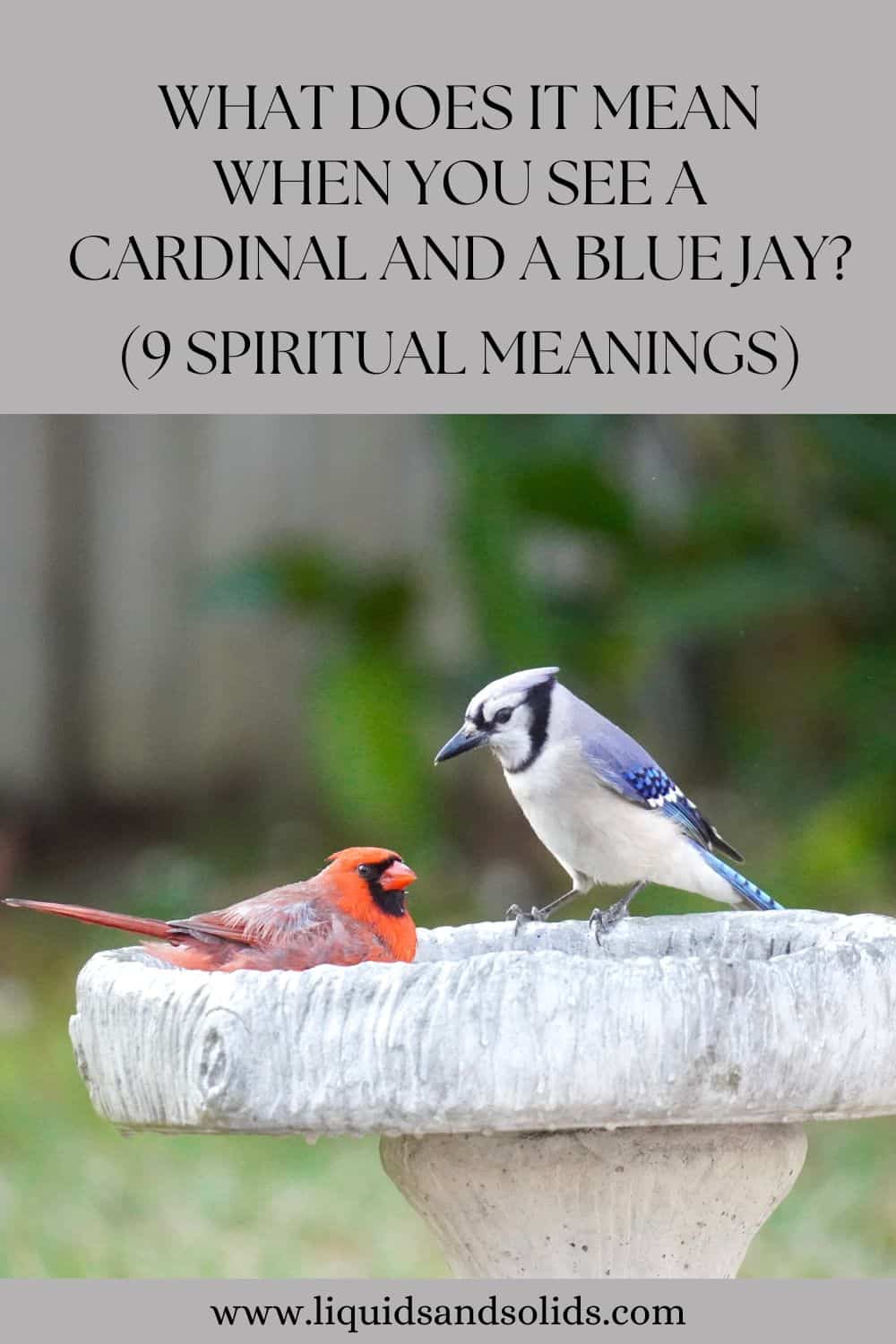  Hvad betyder det, når du ser en kardinal og en blåhejre? (9 åndelige betydninger)