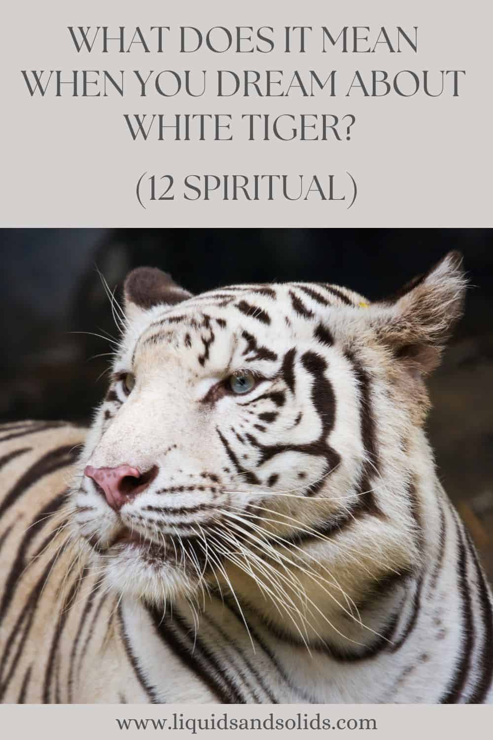  Rêve de tigre blanc (12 significations spirituelles)