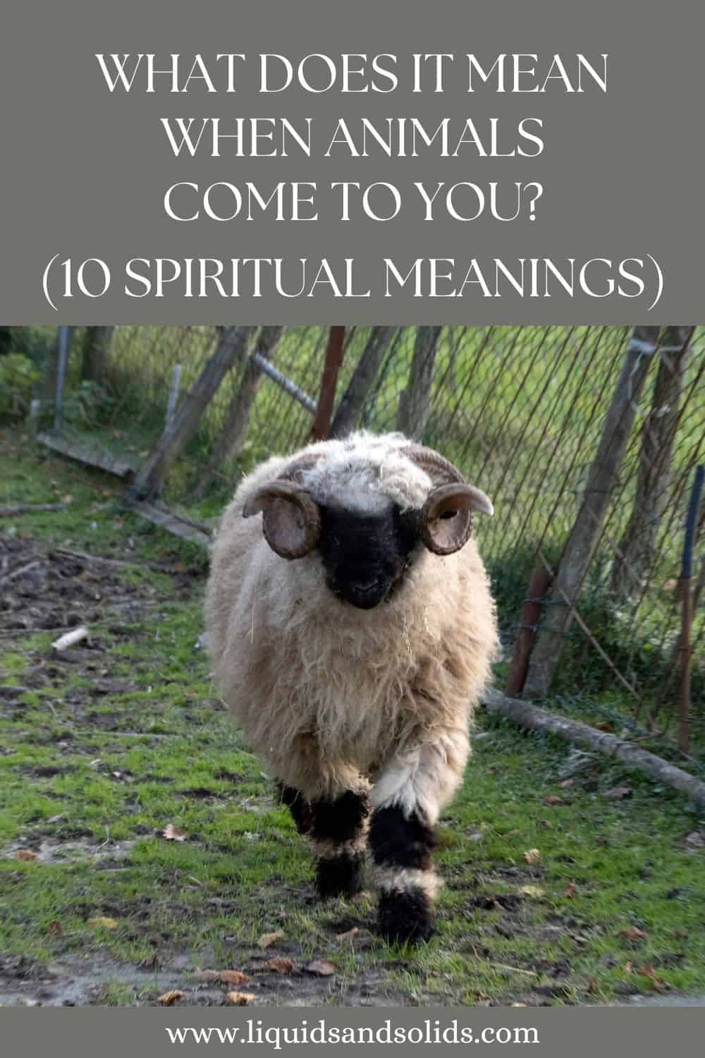  Que significa cando os animais veñen a ti? (10 significados espirituais)