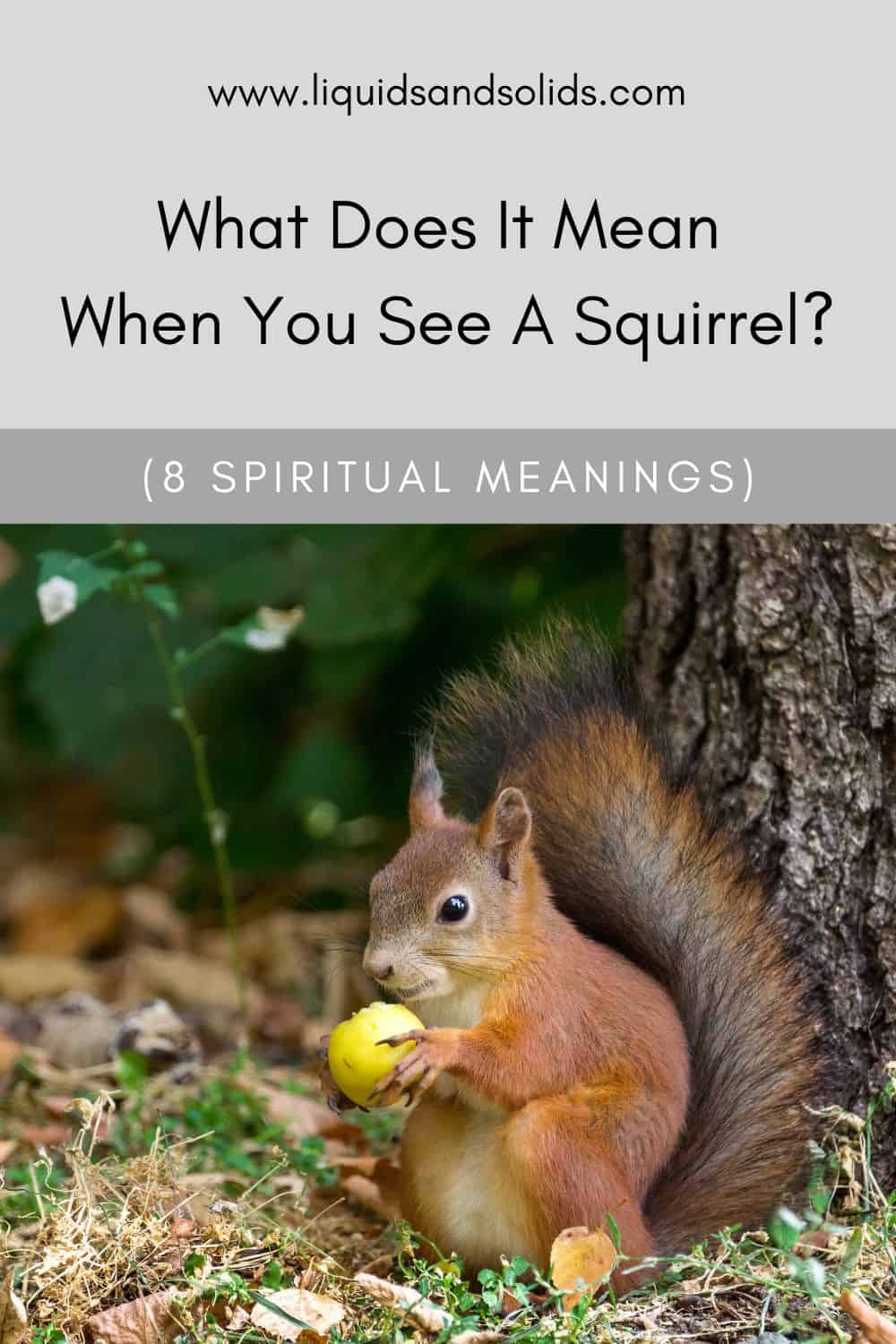  Mit jelent, ha mókust látsz? (8 spirituális jelentés)