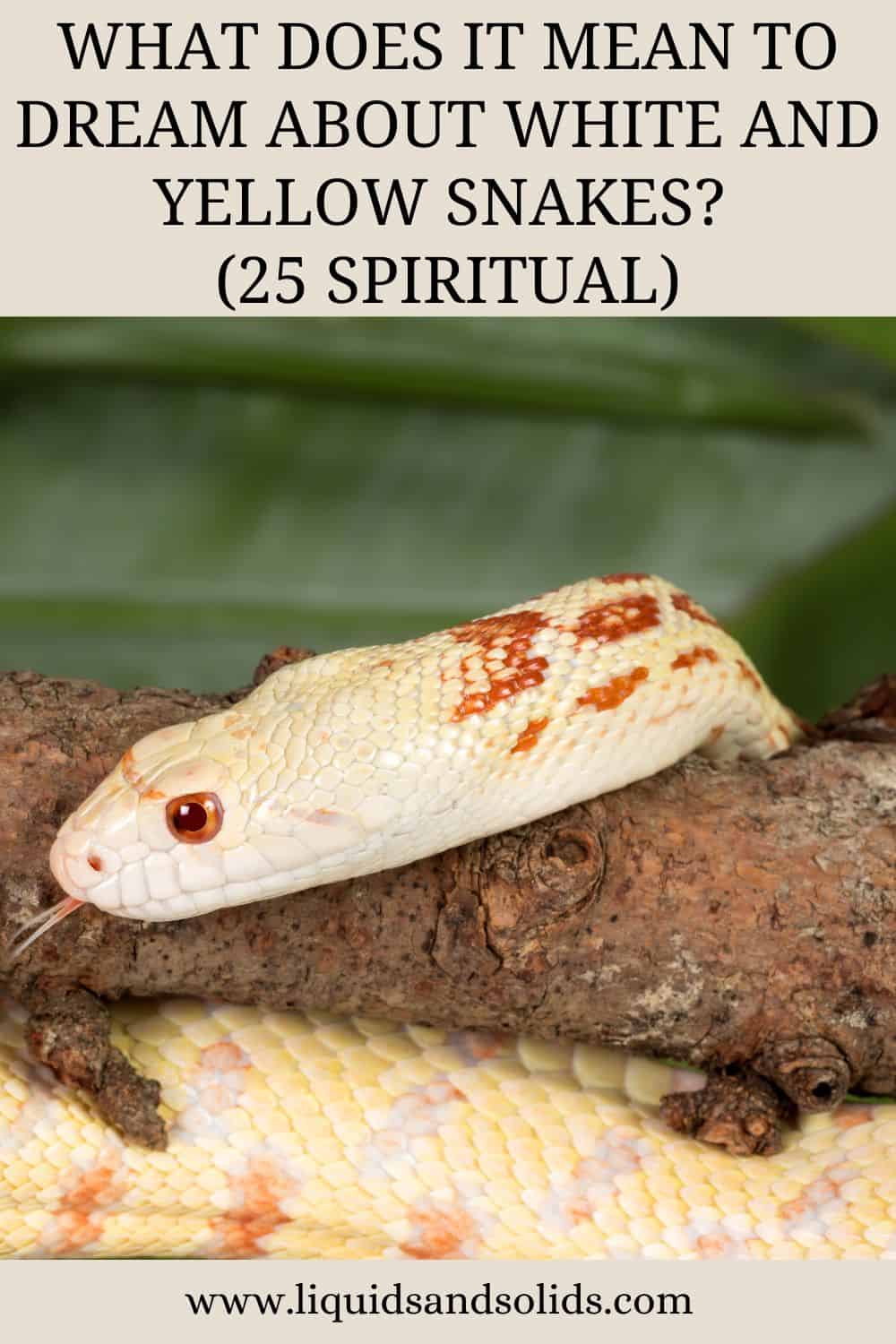  Rêver de serpents blancs et jaunes (25 significations spirituelles)
