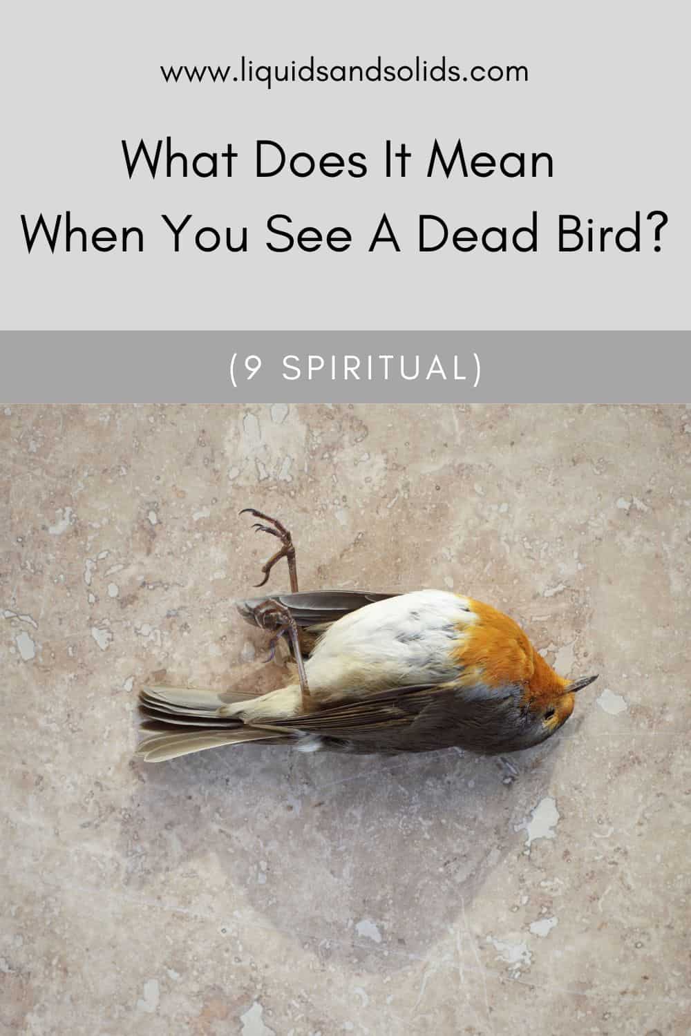  Mida tähendab see, kui sa näed surnud lindu? (9 vaimset tähendust)