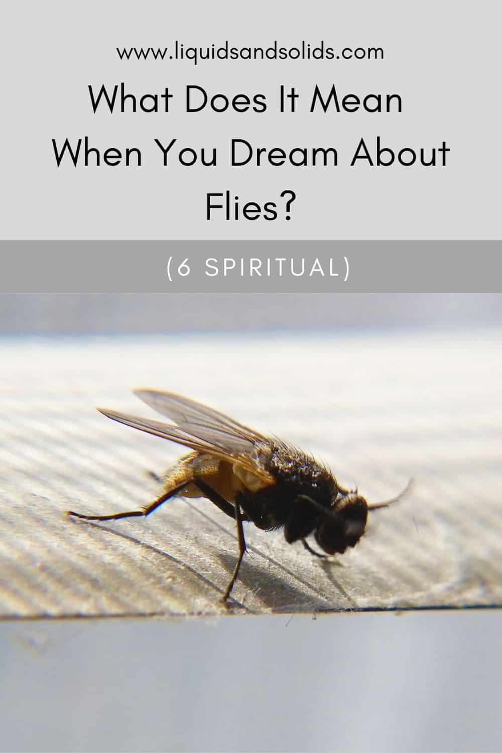  Ce que signifie rêver de mouches (6 significations spirituelles)
