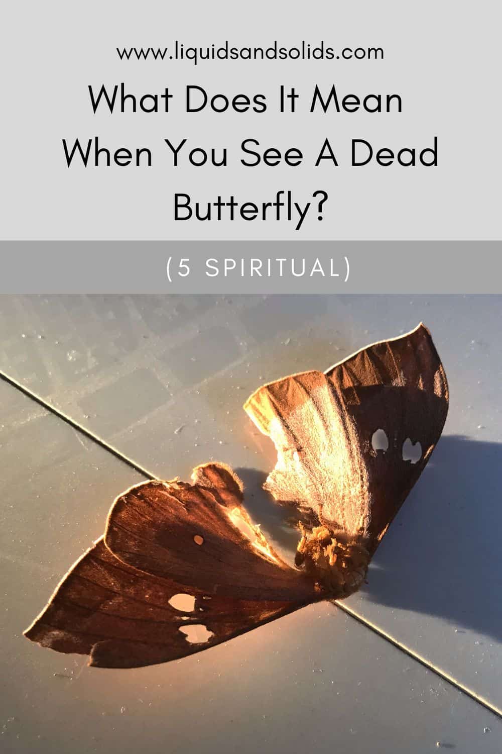  Que significa cando ves unha bolboreta morta? (5 significados espirituais)