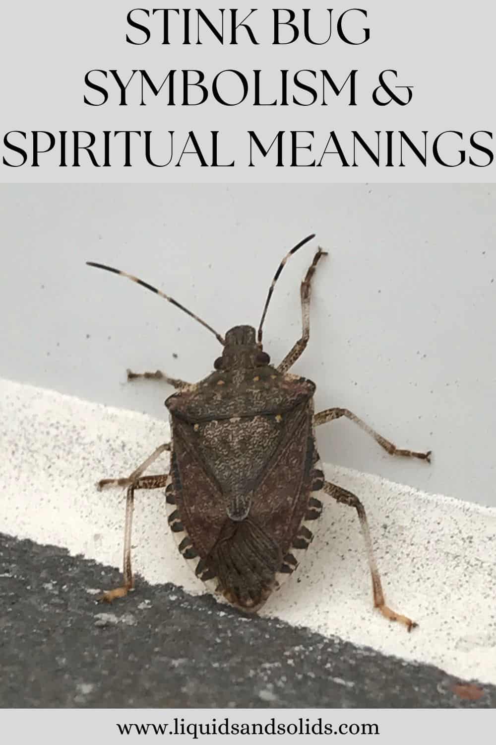  Stink Bug sümboolika &amp; Vaimne tähendus