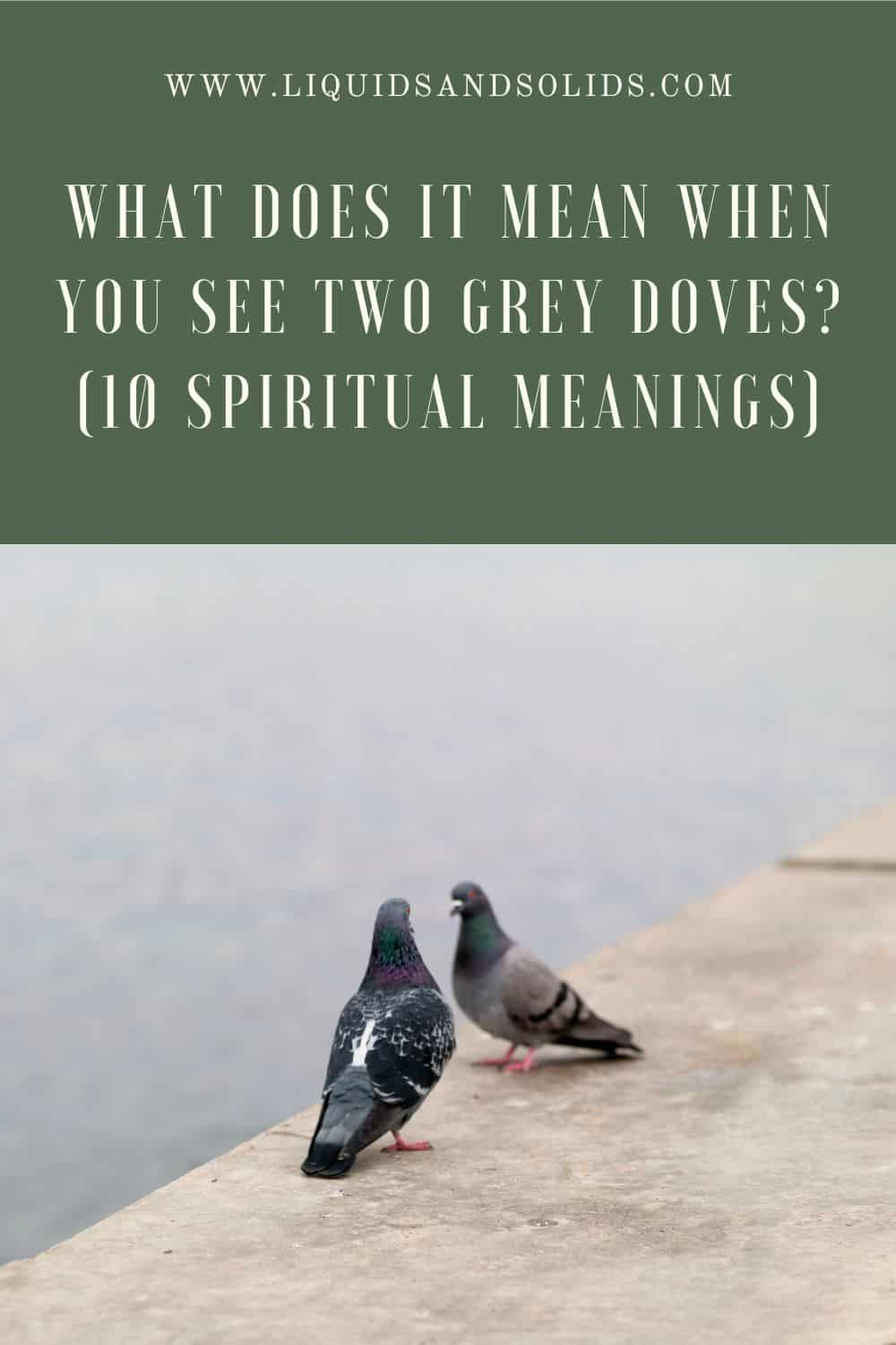  Que signifie la présence de deux colombes grises ? (10 significations spirituelles)