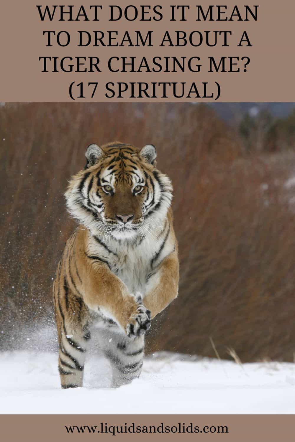  Rêve d'un tigre qui vous poursuit (17 significations spirituelles)