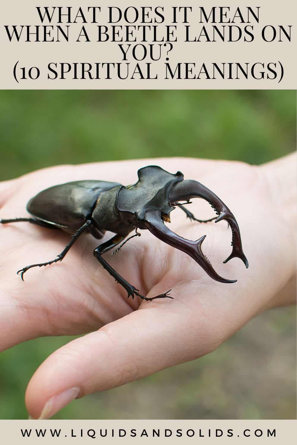  Que significa cando un escaravello aterra sobre ti? (10 significados espirituais)