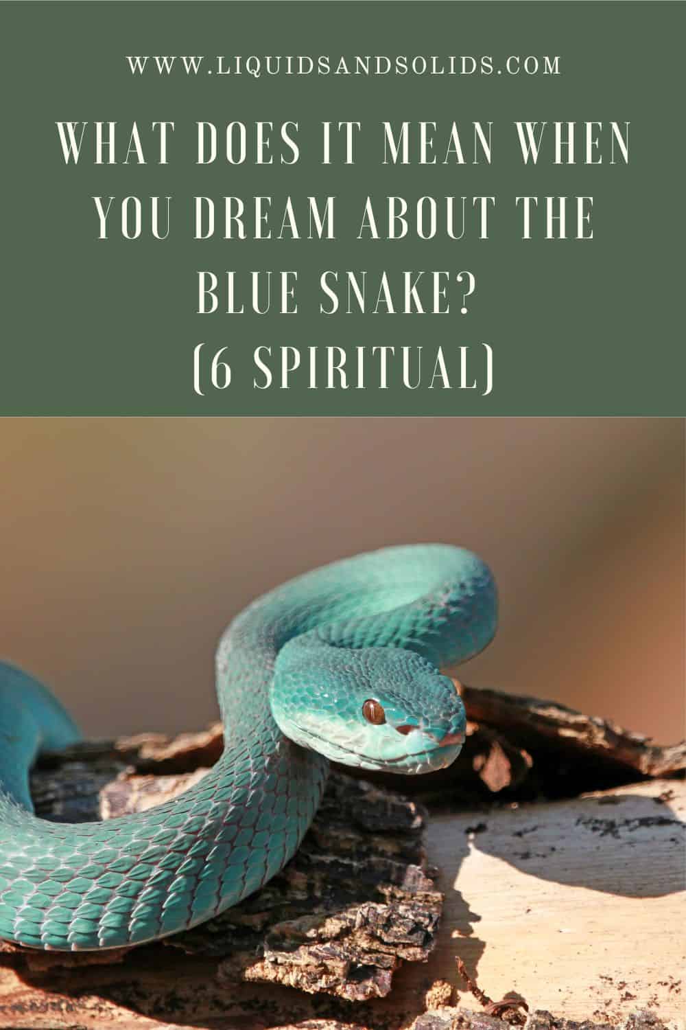  Dream About Blue Snake? (6 vaimset tähendust)