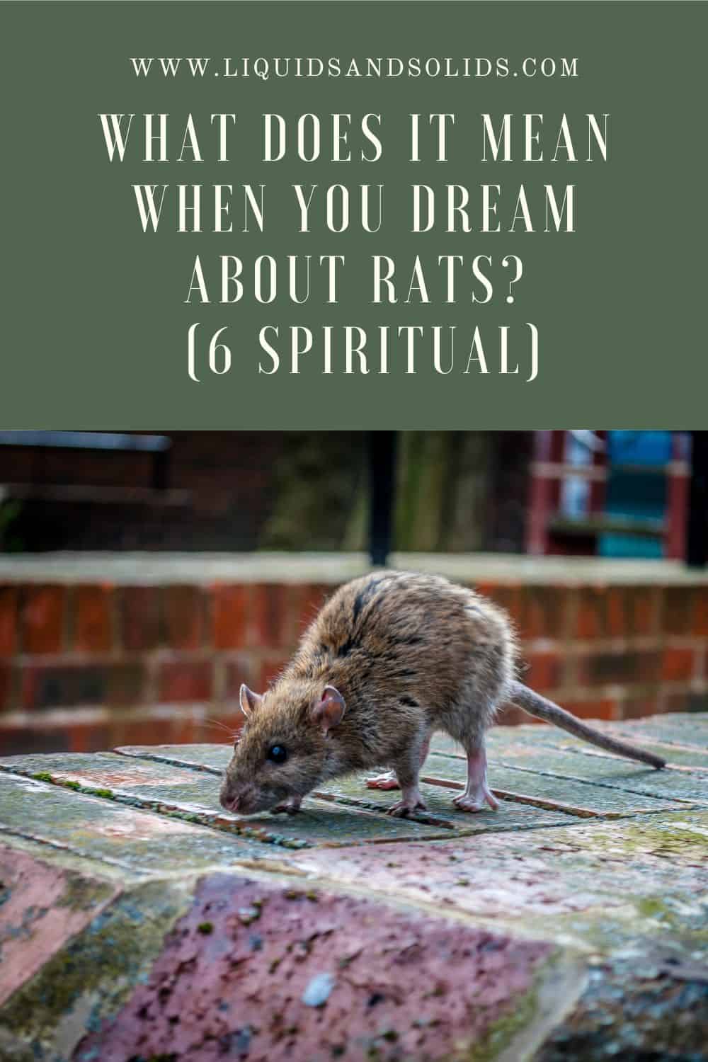  Unenägu rottidest? (6 vaimset tähendust)