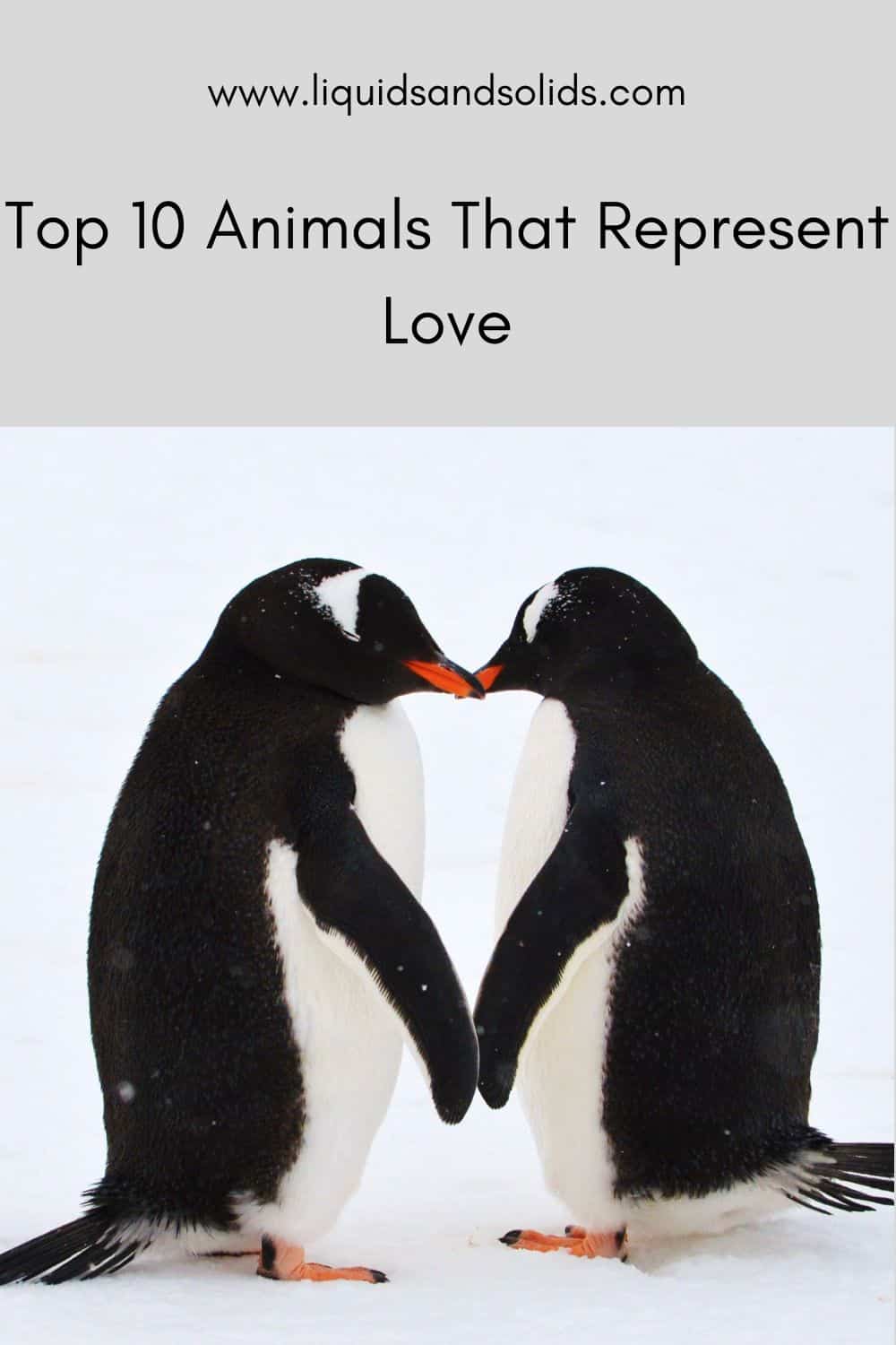  ტოპ 10 ცხოველი, რომლებიც წარმოადგენენ სიყვარულს