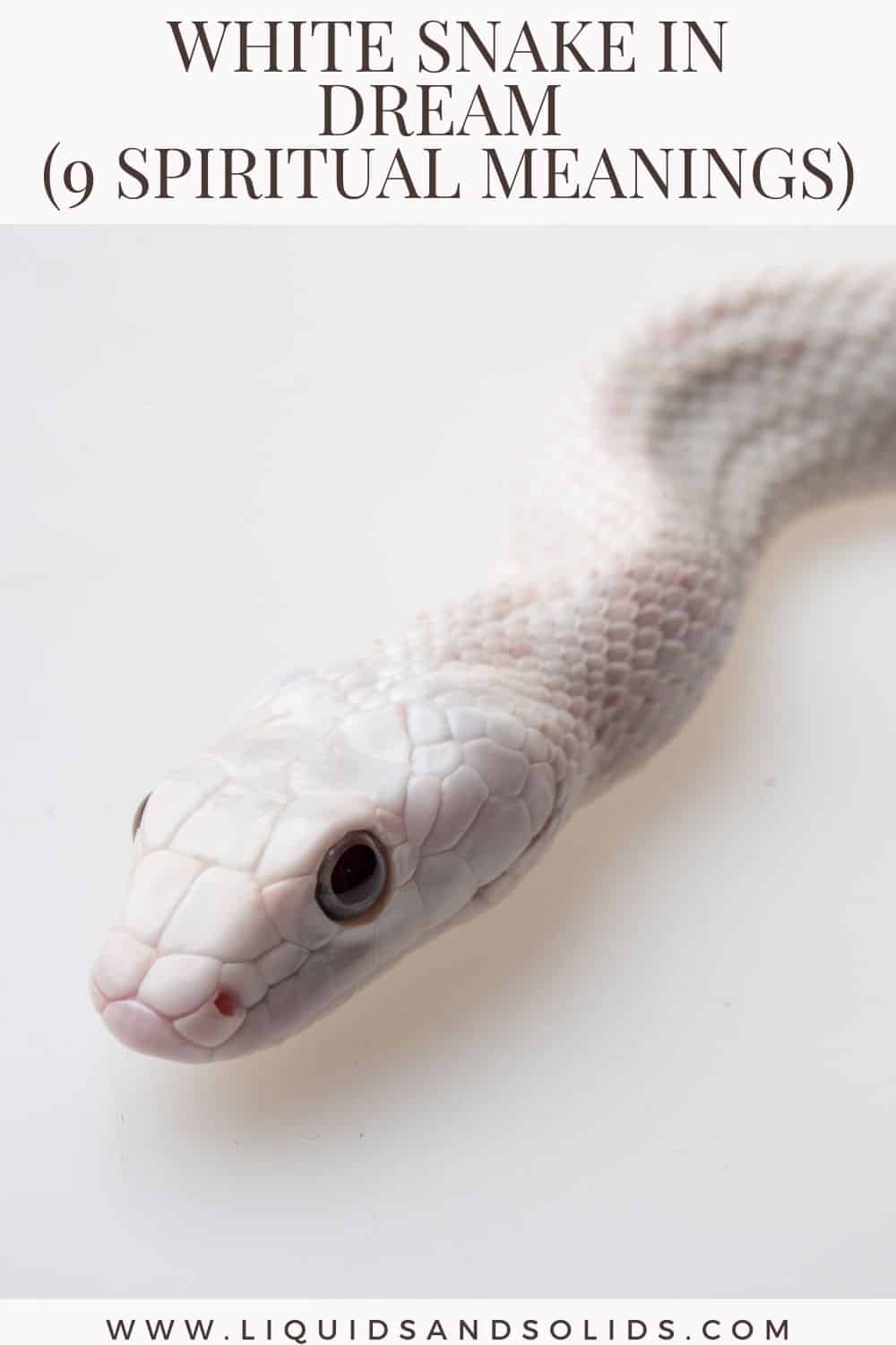  Rêve de serpent blanc (9 significations spirituelles)