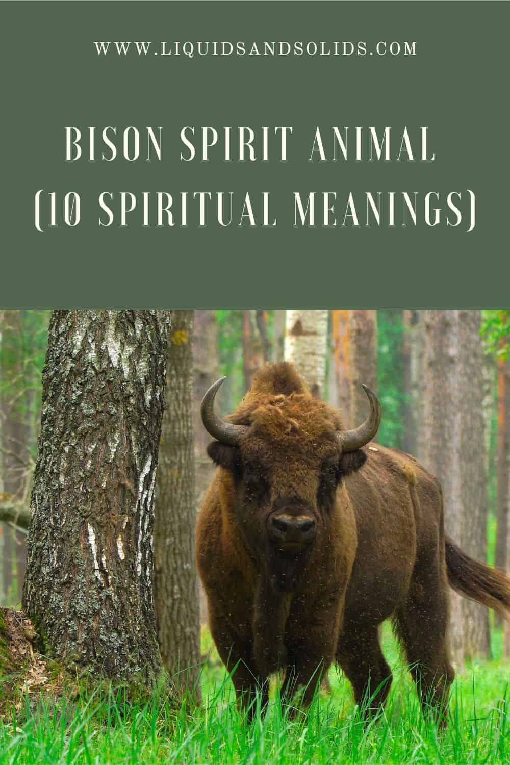  حيوان روح بيسون (10 معاني روحية)