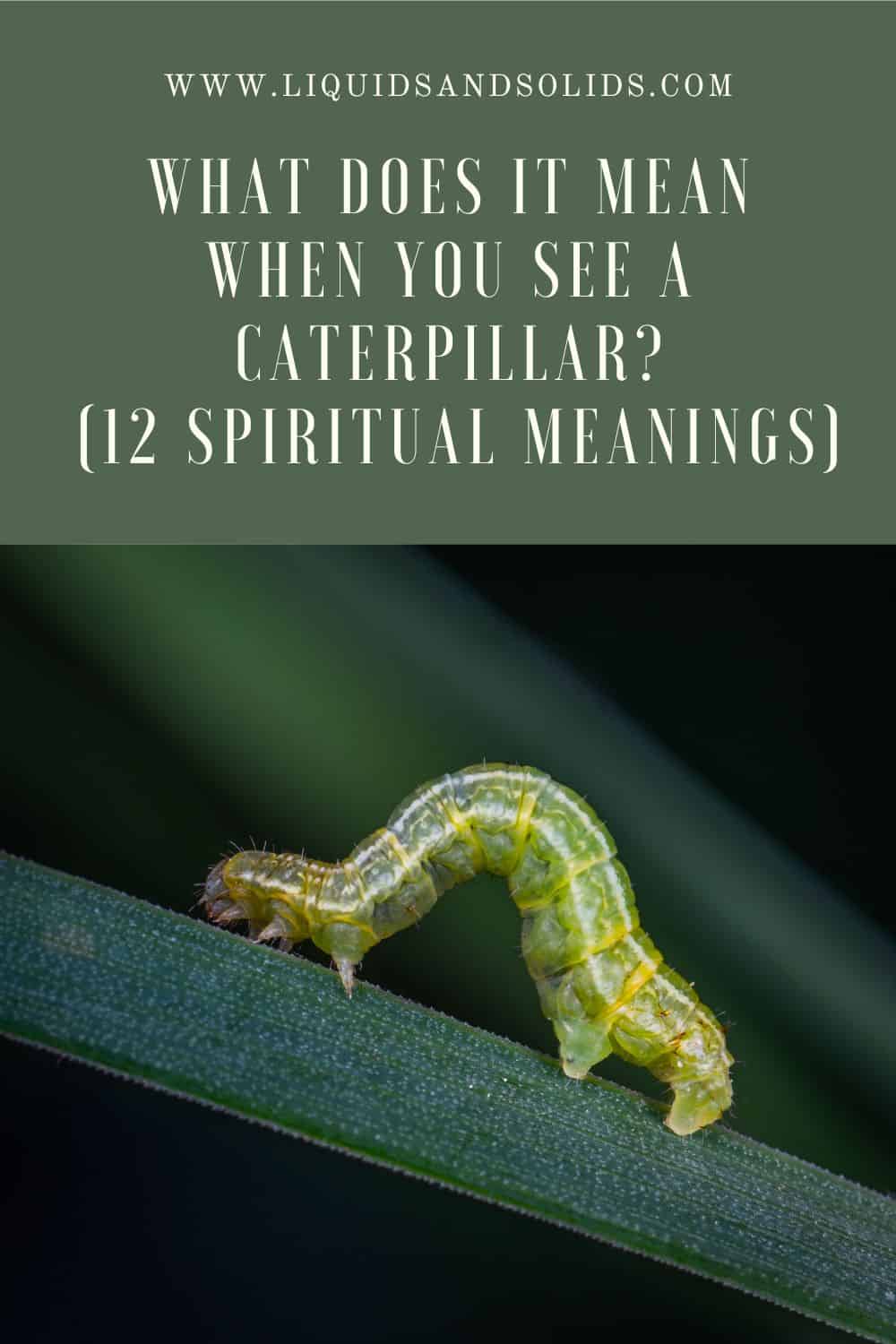  Ce que signifie voir une chenille (12 significations spirituelles)