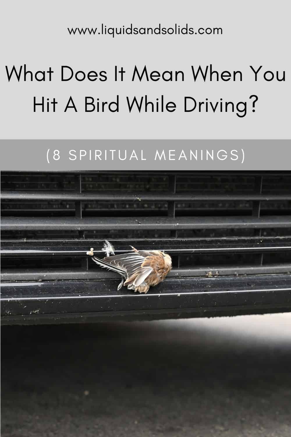  Ce que signifie heurter un oiseau en conduisant (8 significations spirituelles)
