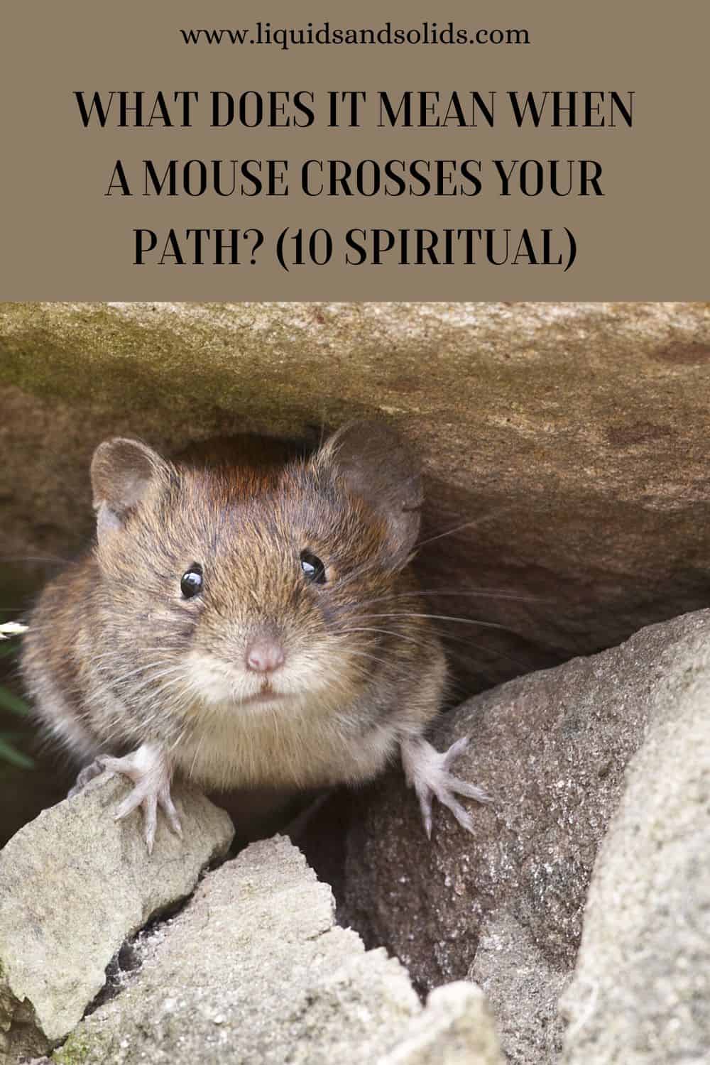  Que signifie le fait qu'une souris croise votre chemin (10 significations spirituelles) ?