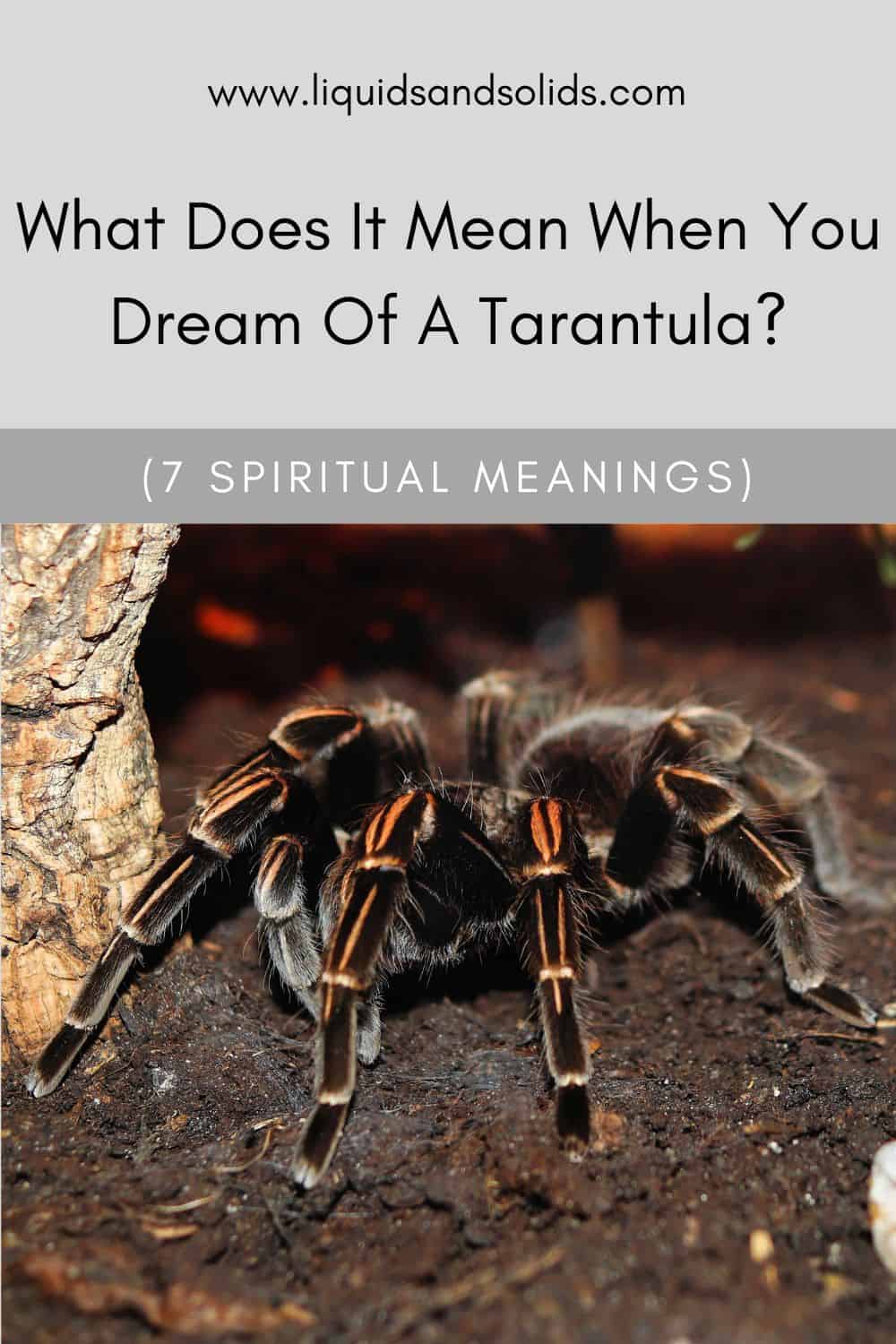  ມັນຫມາຍຄວາມວ່າແນວໃດໃນເວລາທີ່ທ່ານຝັນຂອງ Tarantula? (7 ຄວາມ​ຫມາຍ​ທາງ​ວິນ​ຍານ​)