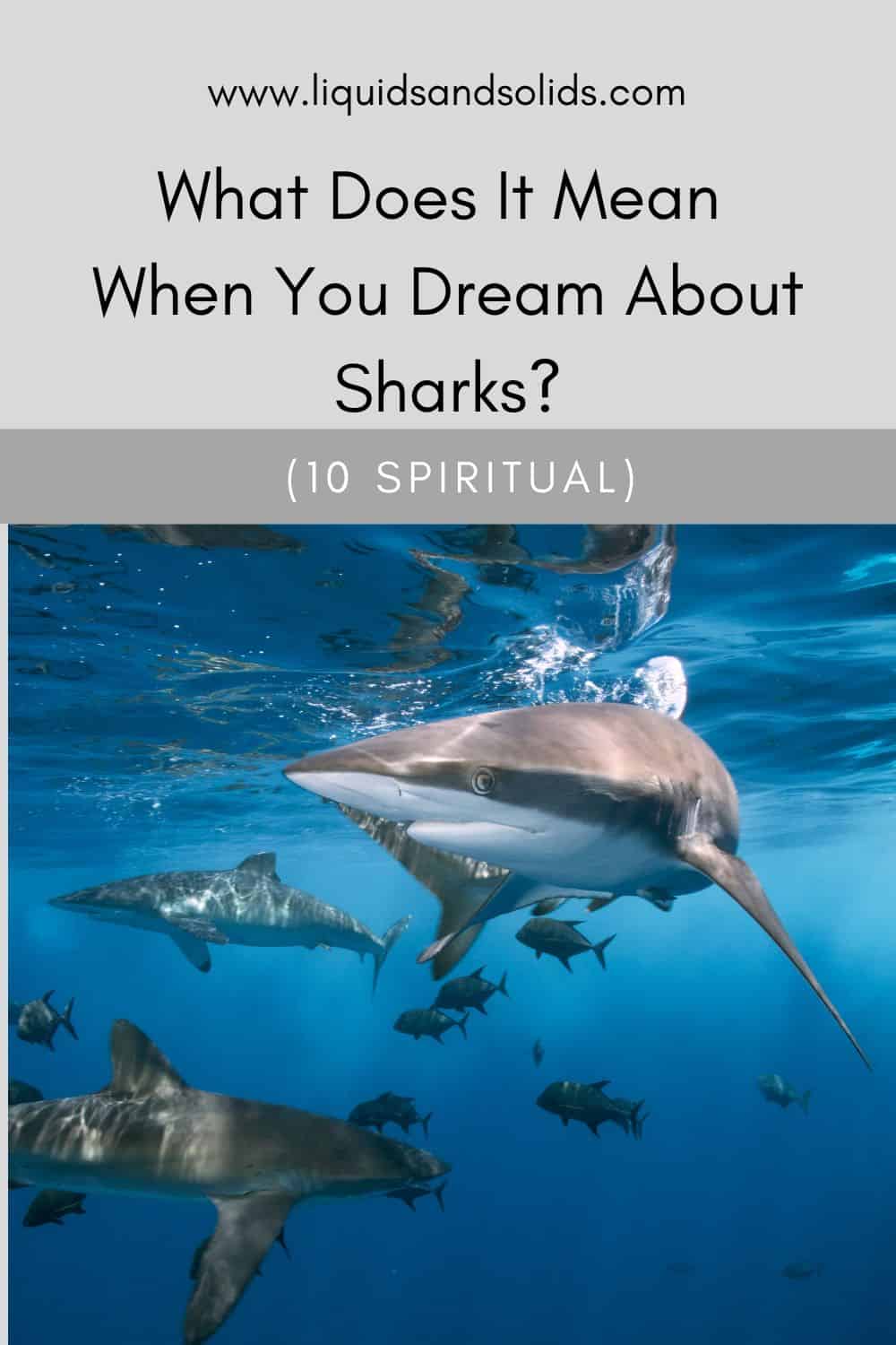  Drøm om hajer? (10 spirituelle betydninger)