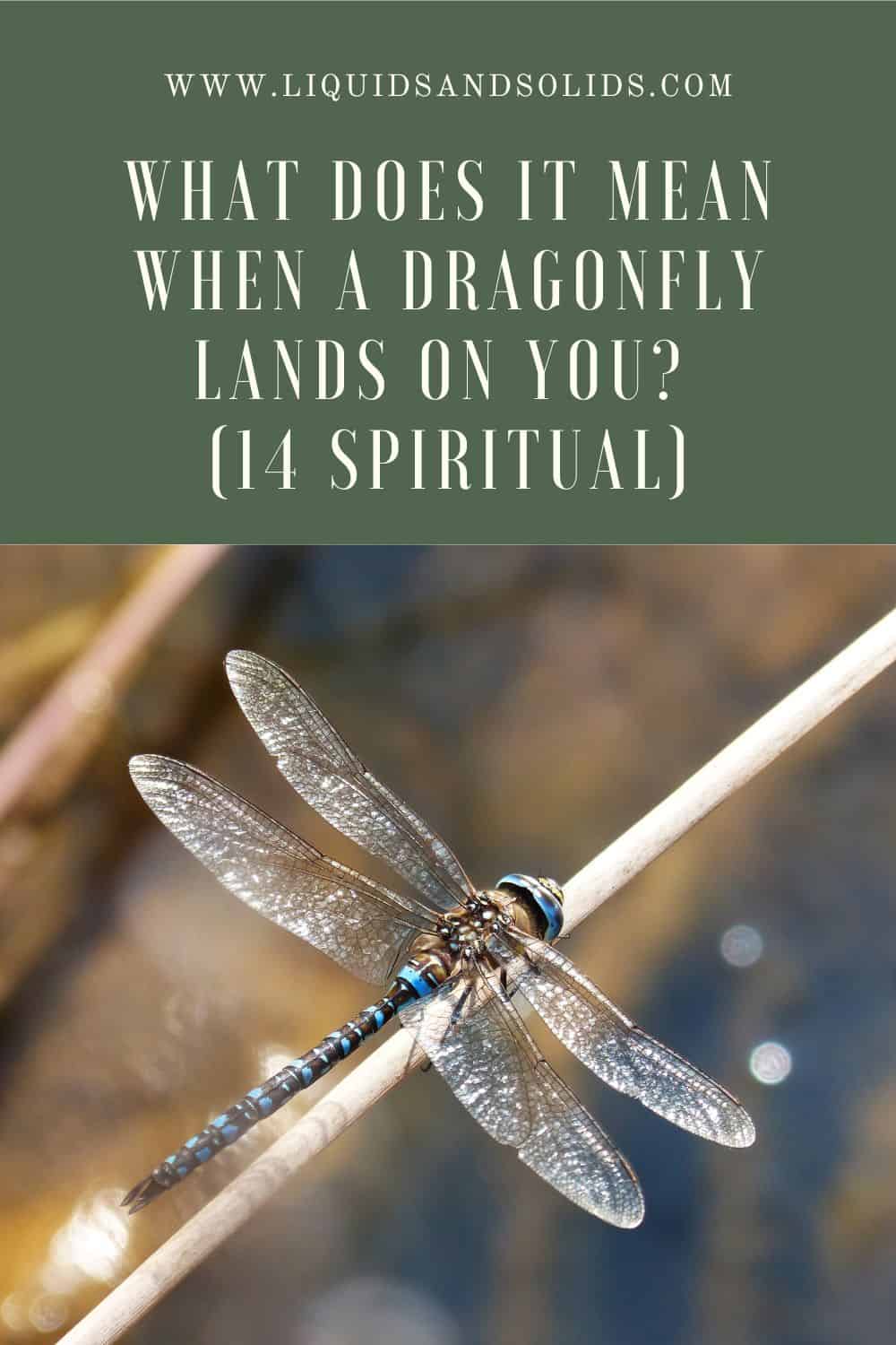  Que signifie l'atterrissage d'une libellule (14 significations spirituelles)