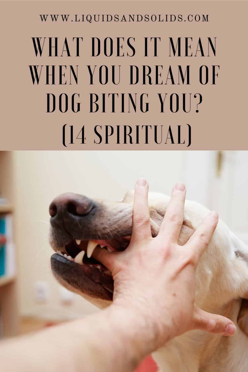 Rêve d'un chien qui vous mord (14 significations spirituelles)