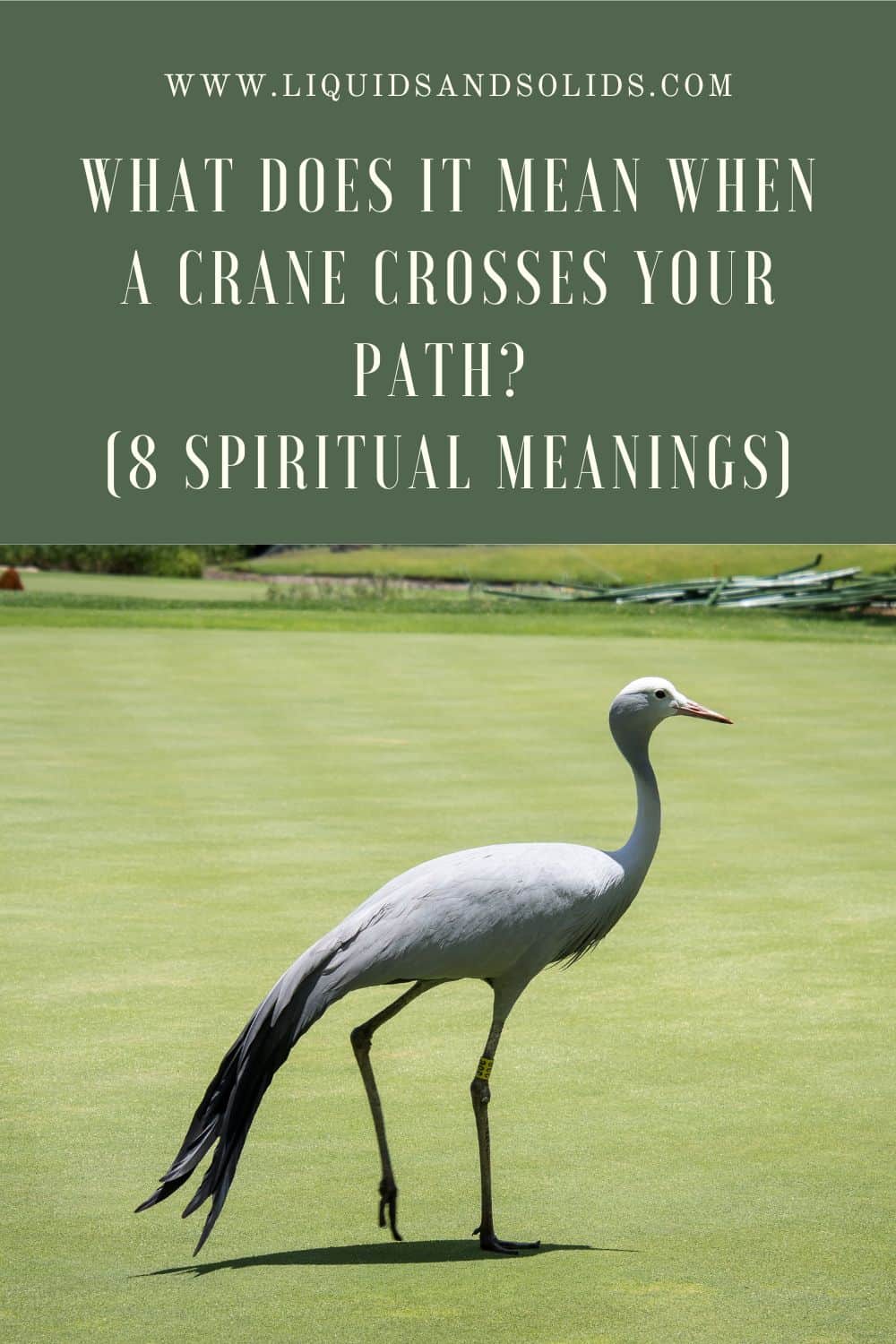  Hvad betyder det, når en trane krydser din vej? (8 spirituelle betydninger)