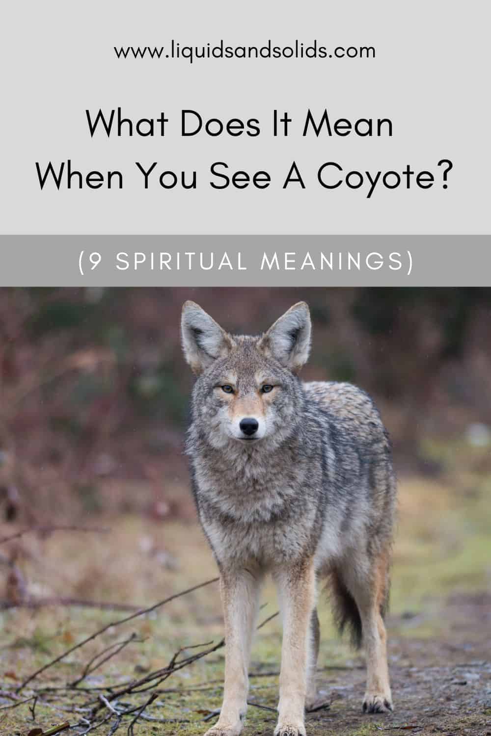  Ce que signifie voir un coyote (9 significations spirituelles)