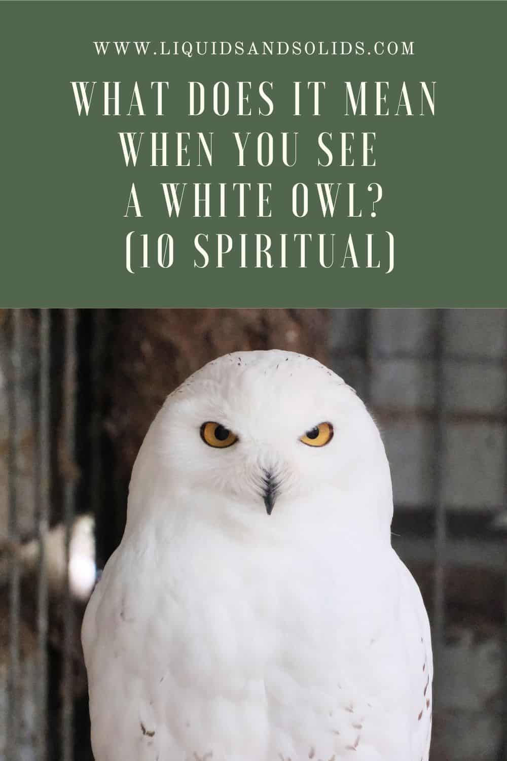  Apa Artinya Ketika Anda Melihat Burung Hantu Putih? (10 Makna Spiritual)
